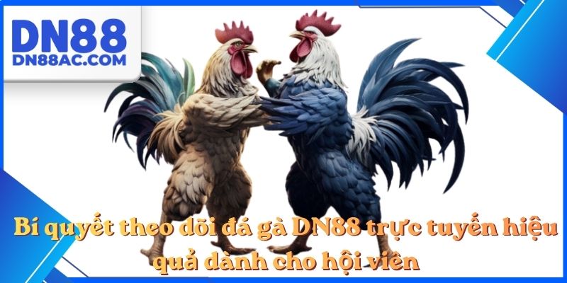 Bí quyết theo dõi đá gà DN88 trực tuyến hiệu quả dành cho hội viên