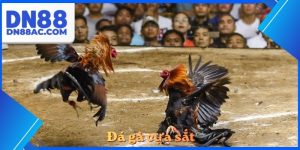 Đá gà cựa sắt
